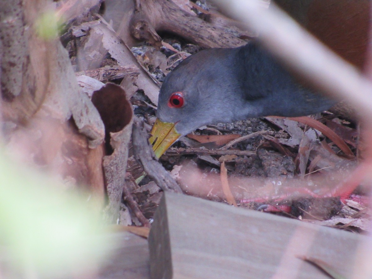 Gray-cowled Wood-Rail - AndreLu AndreaVergara