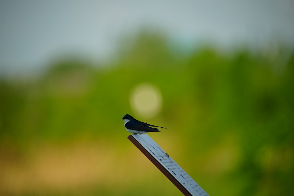 Tree Swallow - Ian Langlois Vaillancourt