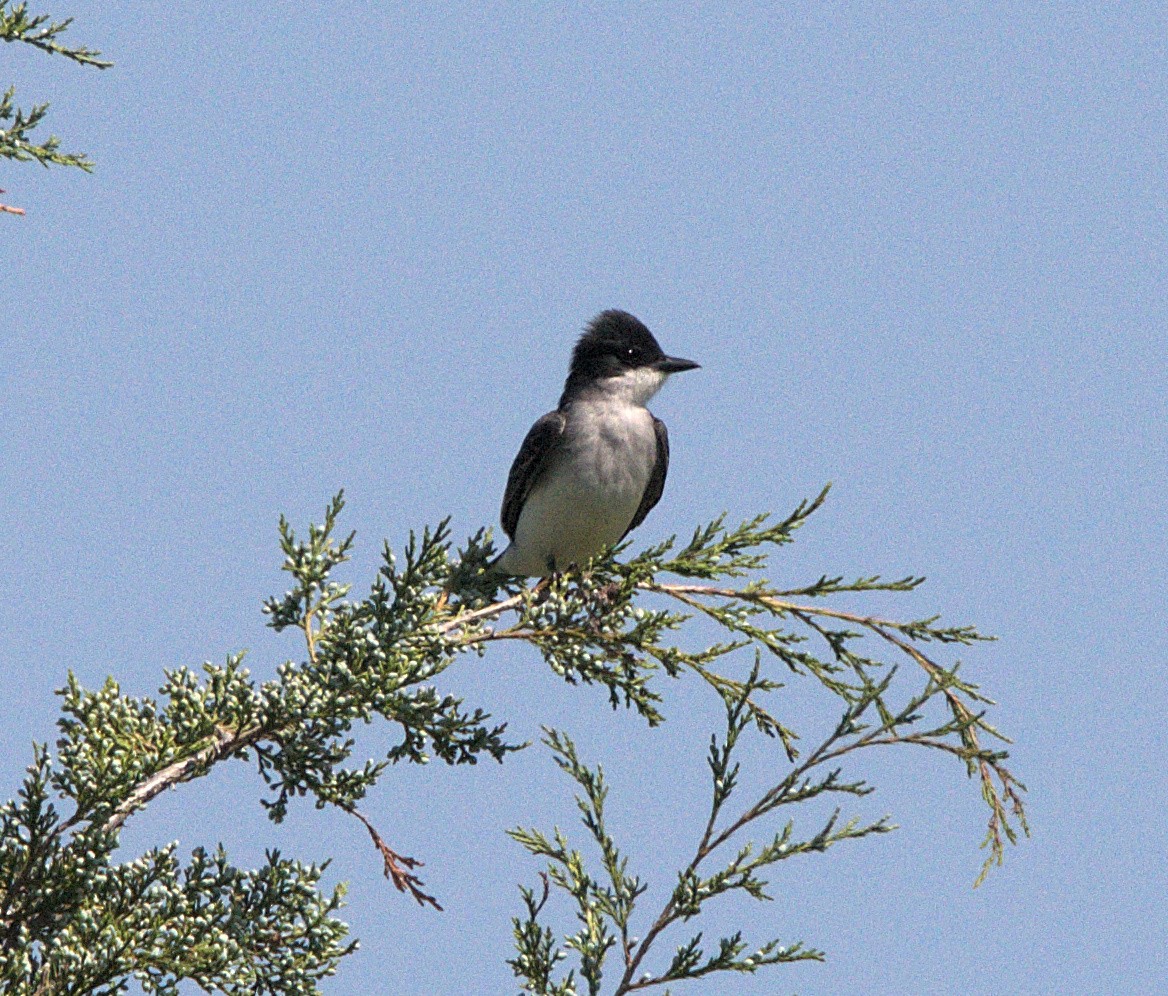 Eastern Kingbird - Kerry Loux