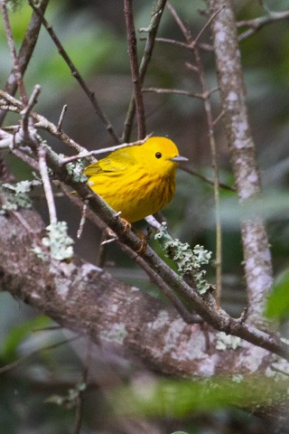 Yellow Warbler - Gary Botello