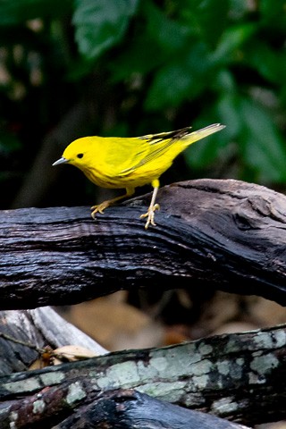 Yellow Warbler - Gary Botello