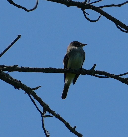 Willow Flycatcher - ML619531345