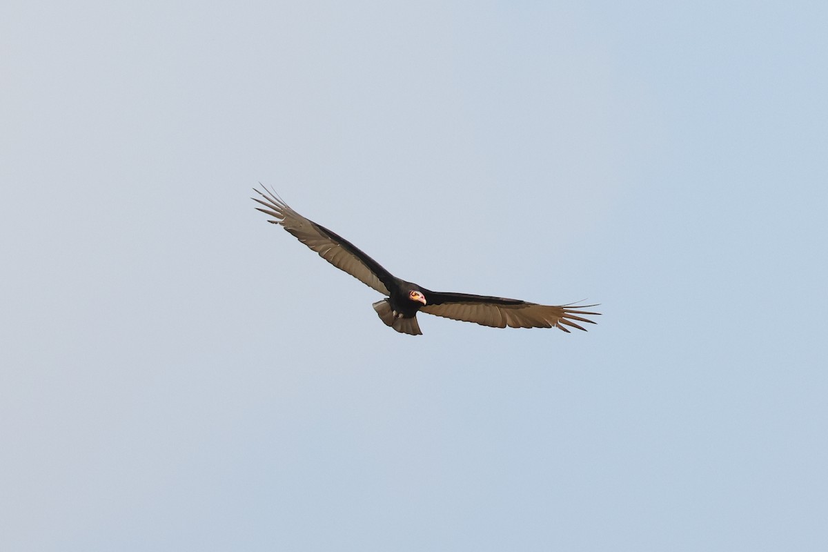 Lesser Yellow-headed Vulture - Hubert Stelmach