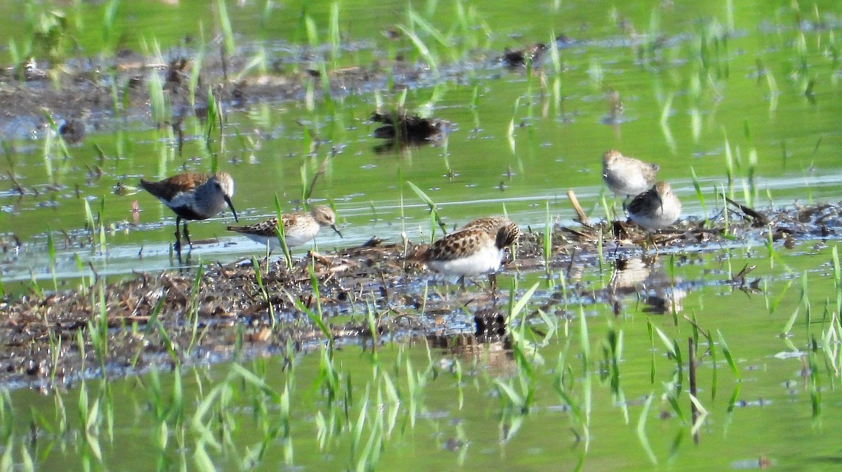 Semipalmated Sandpiper - Marcia Suchy