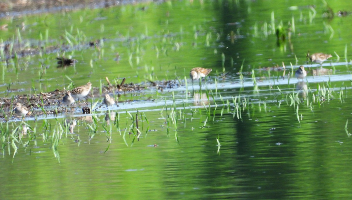 Semipalmated Sandpiper - Marcia Suchy