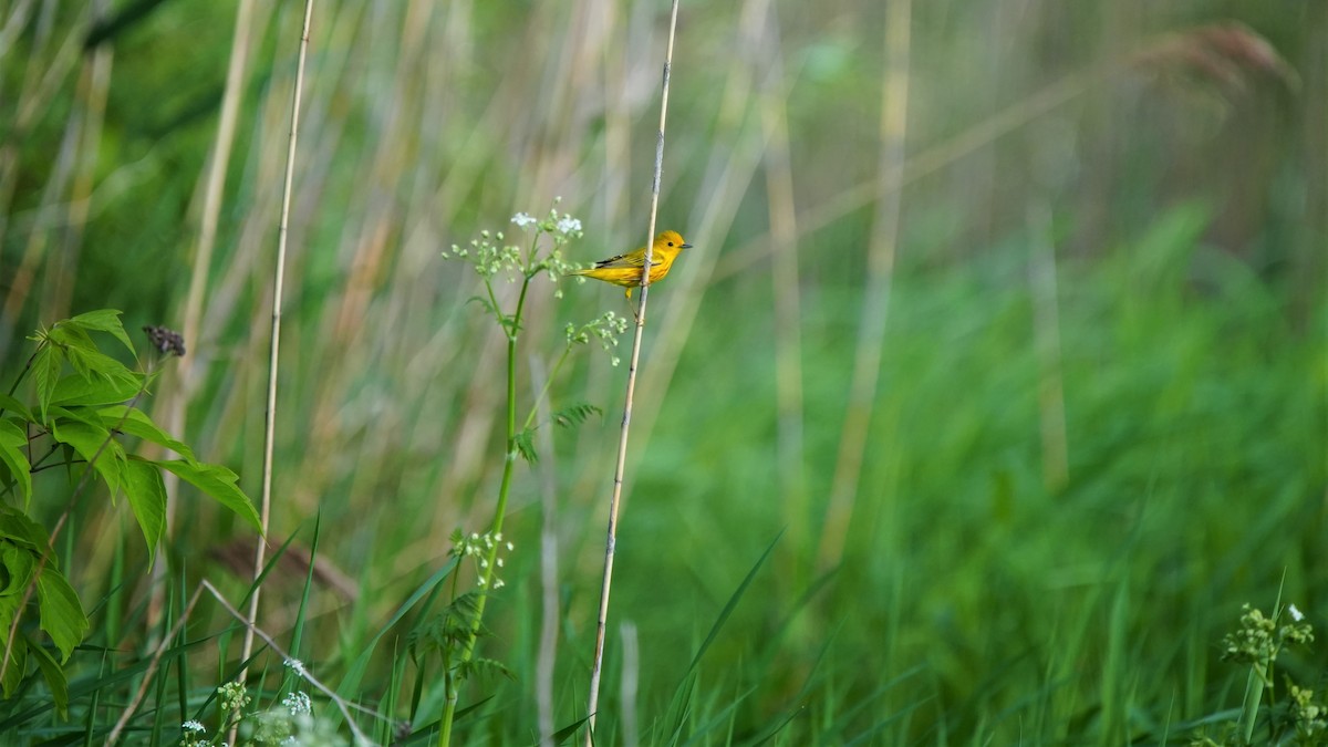 Yellow Warbler - Ian Langlois Vaillancourt