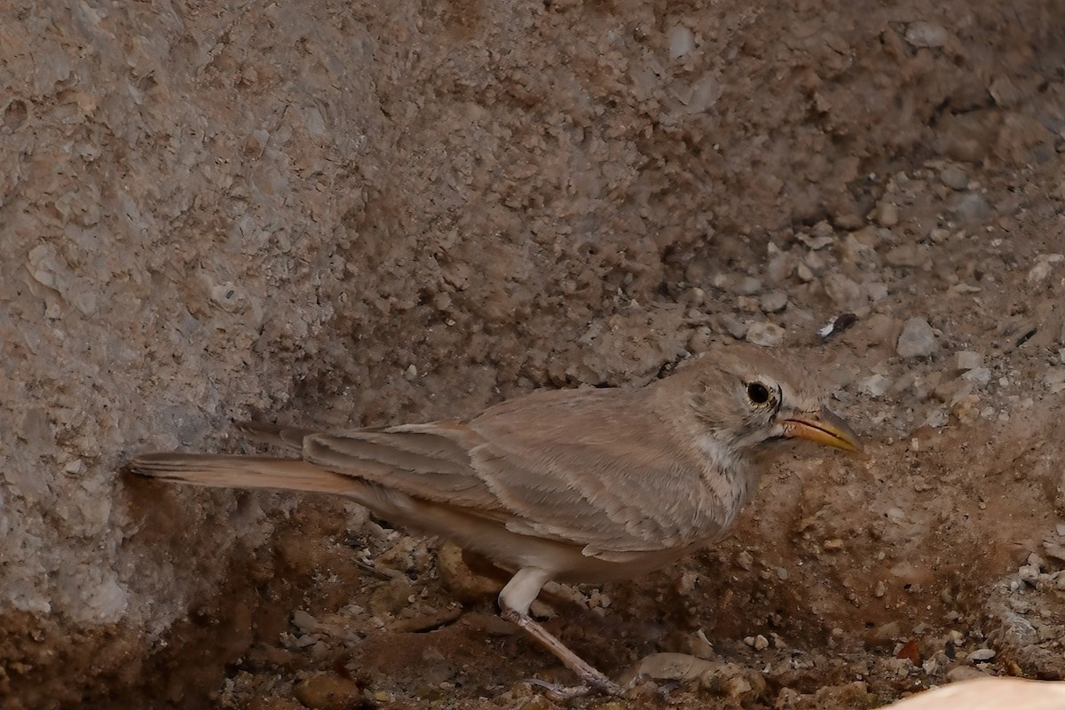 Desert Lark - Eileen Gibney