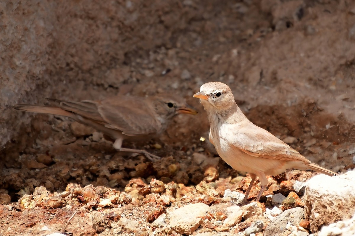 Desert Lark - Eileen Gibney