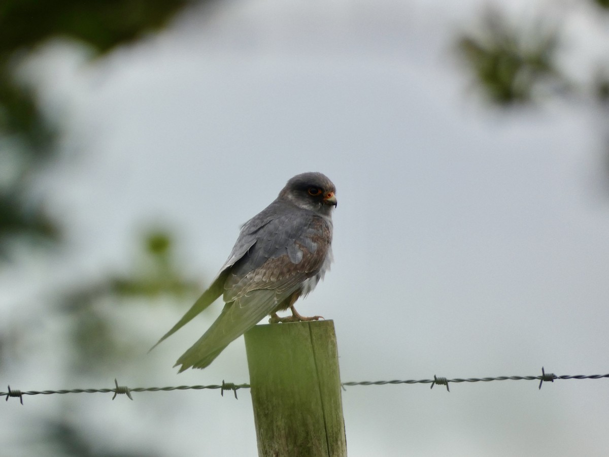 Red-footed Falcon - Connor Fraser