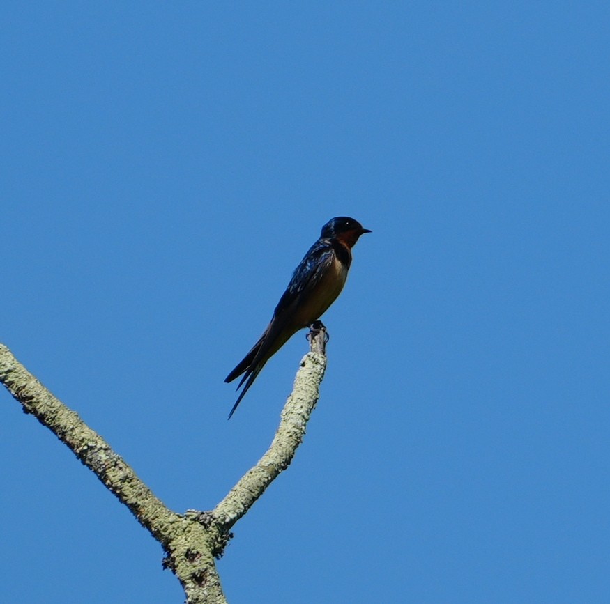 Barn Swallow - Melody Ragle