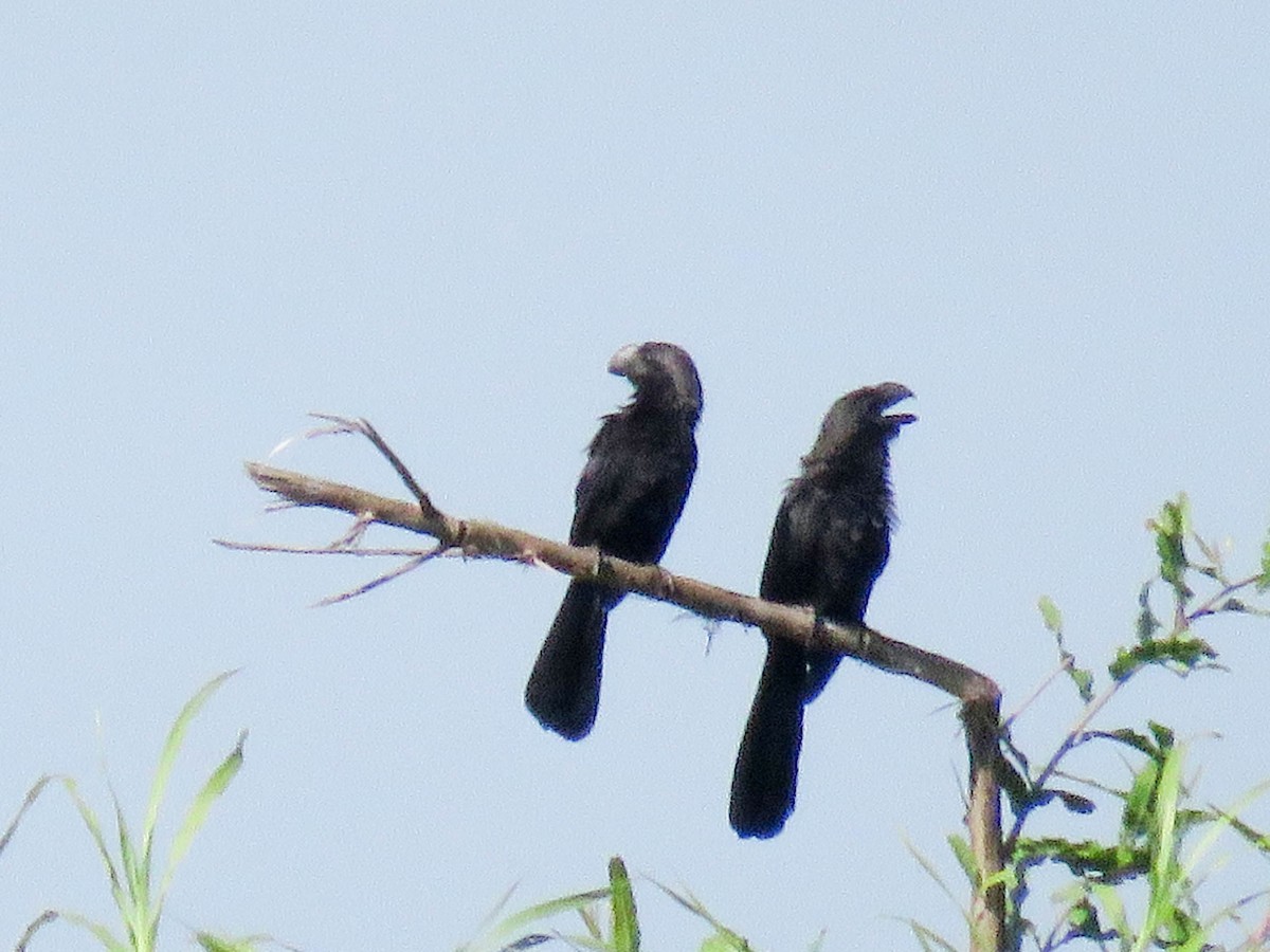 Smooth-billed Ani - Ed Vigezzi