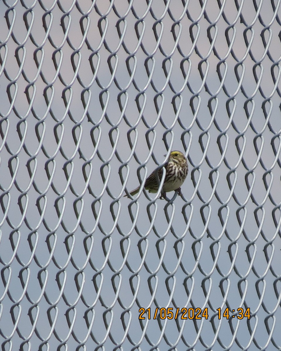 Savannah Sparrow - Gary Bletsch