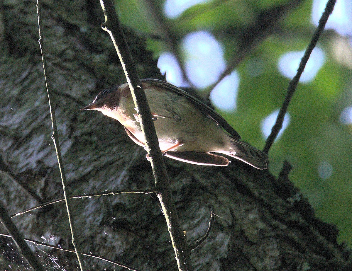Bay-breasted Warbler - Kerry Loux