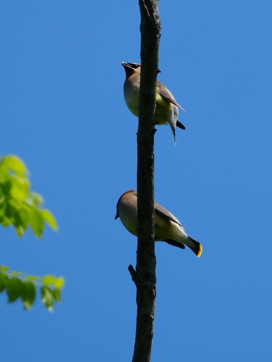 Cedar Waxwing - Melody Ragle