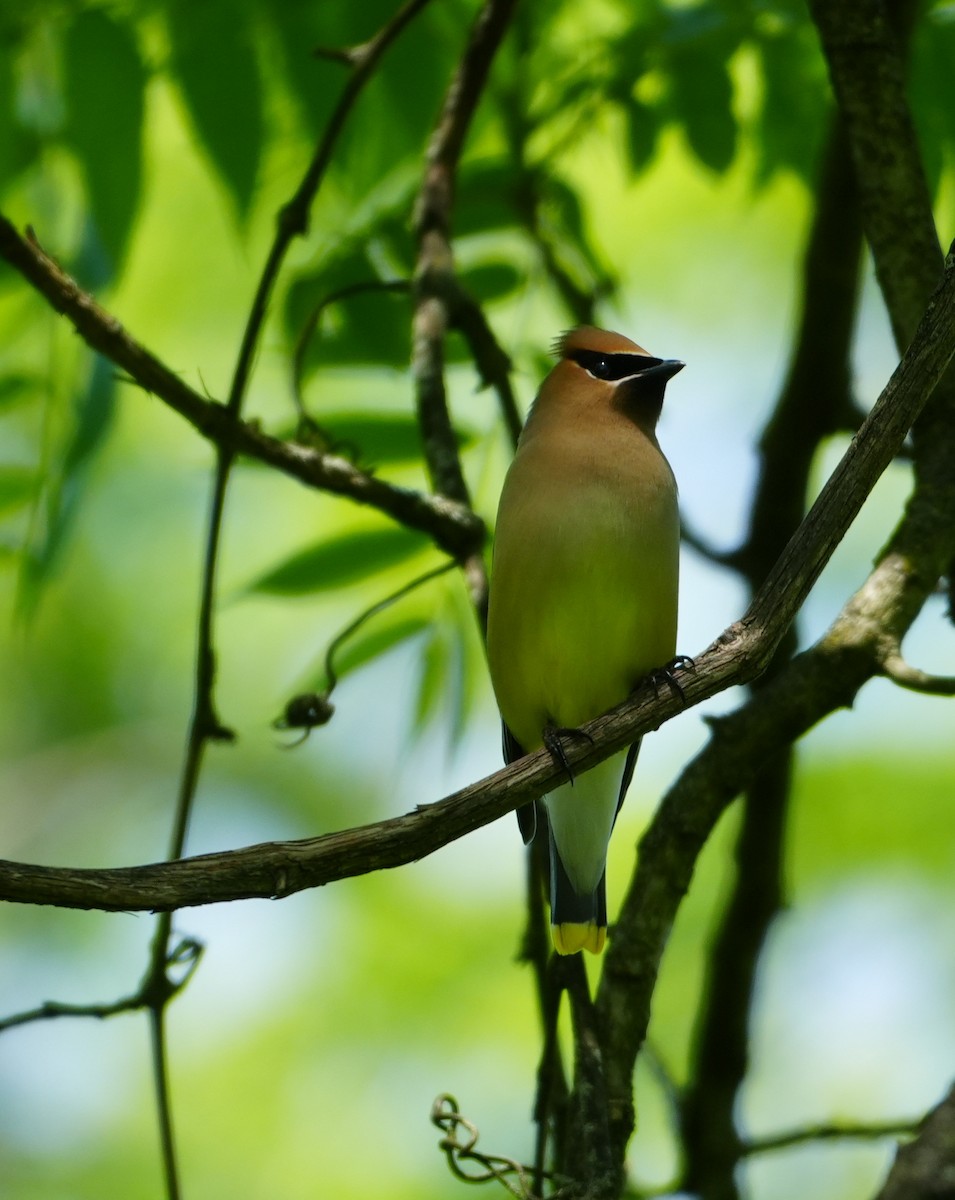 Cedar Waxwing - Melody Ragle