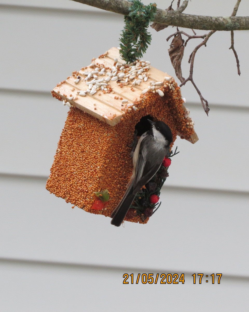 Black-capped Chickadee - Gary Bletsch