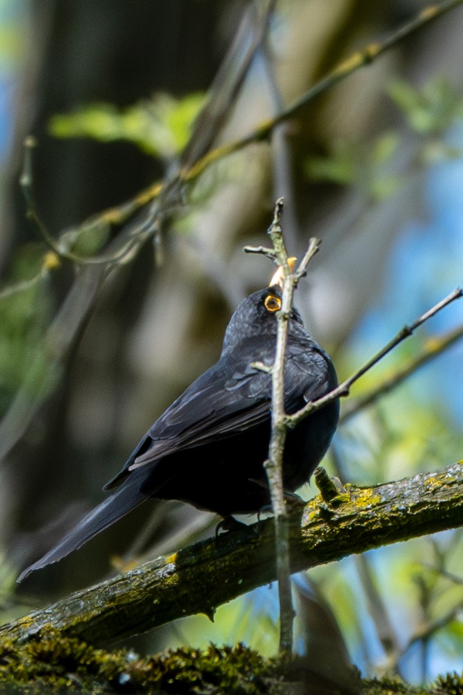 Eurasian Blackbird - Shrikant Vichare