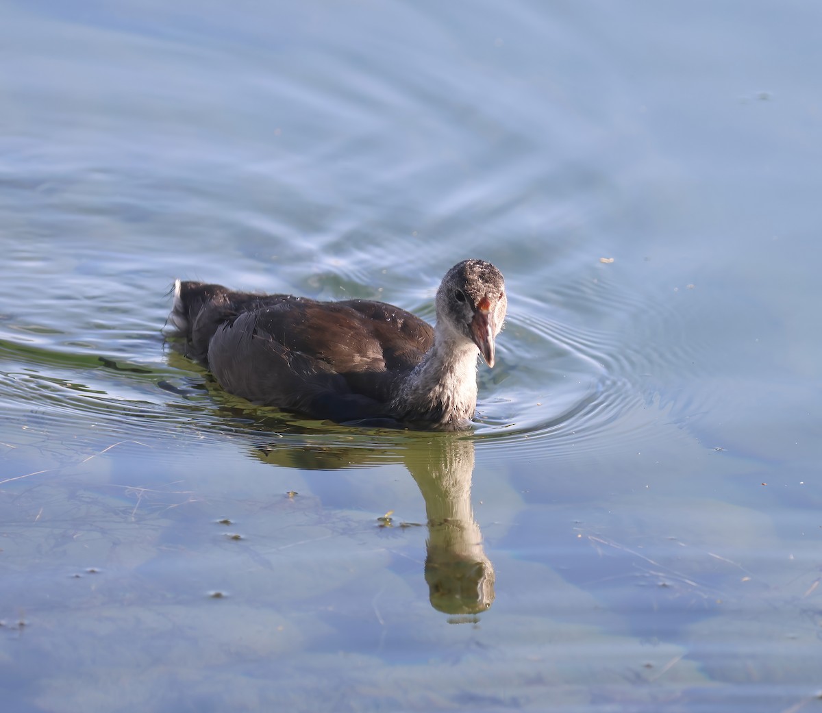 Common Gallinule - Jill Casperson