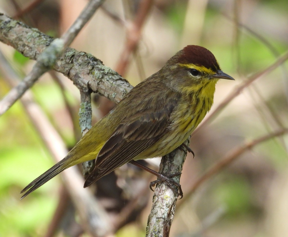 Palm Warbler - Jeff Miller