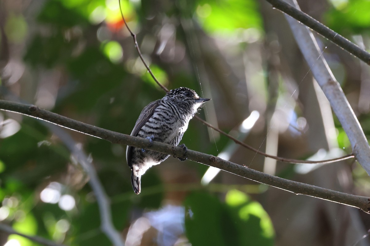 White-barred Piculet - Hubert Stelmach