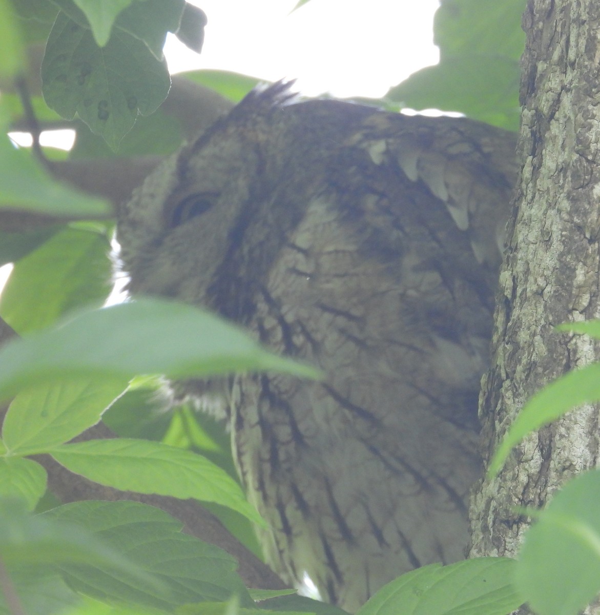 Eastern Screech-Owl - Jeff Miller