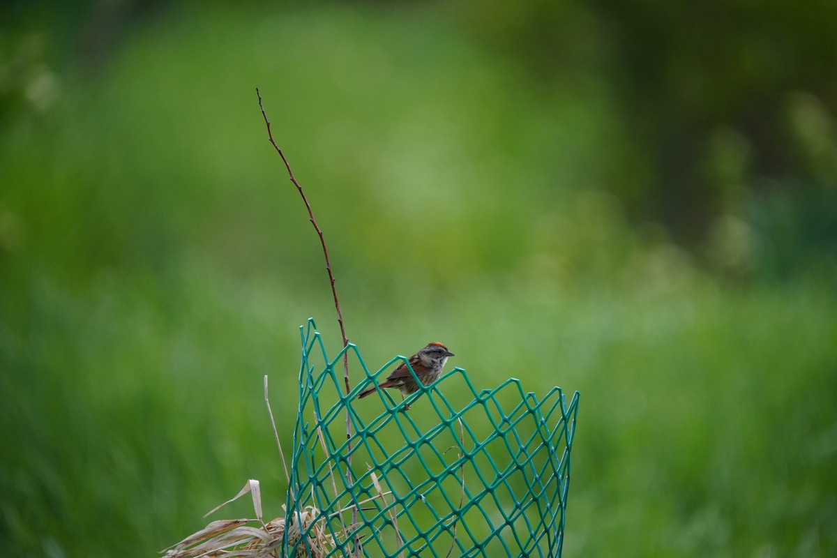 Swamp Sparrow - Ian Langlois Vaillancourt