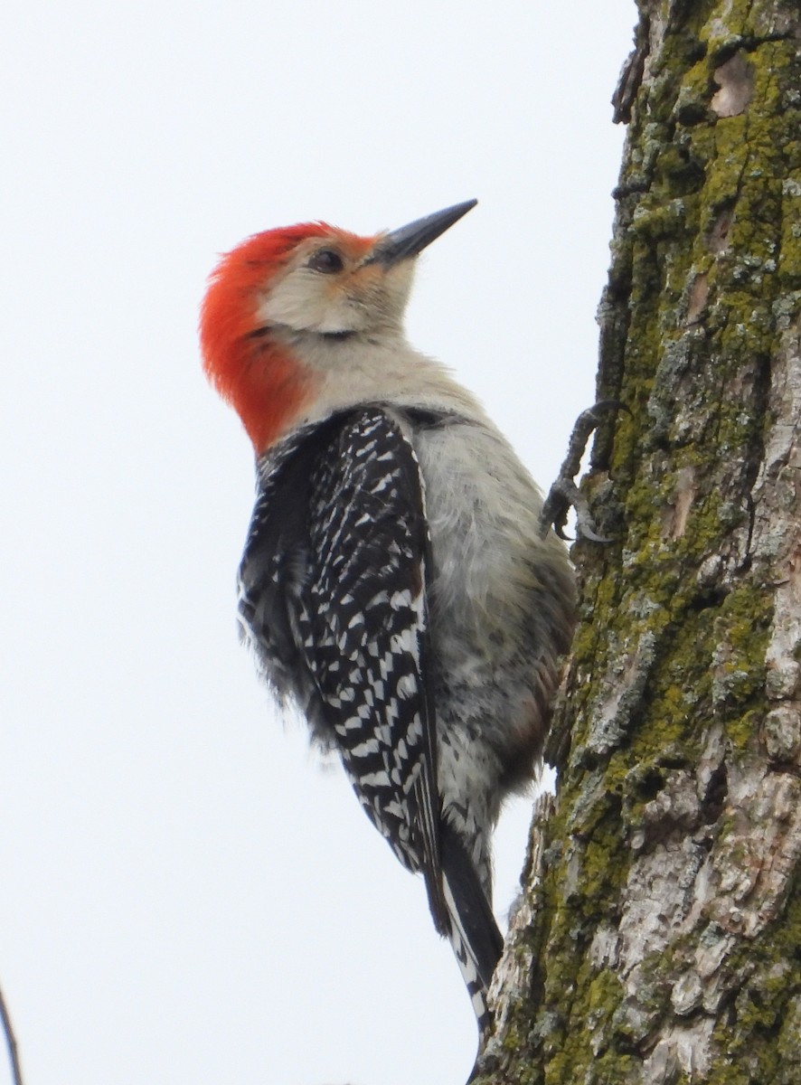 Red-bellied Woodpecker - Jeff Miller