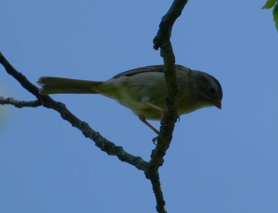 Field Sparrow - Melody Ragle