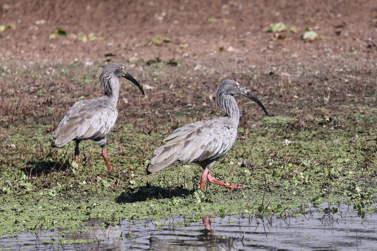 Plumbeous Ibis - Hubert Stelmach