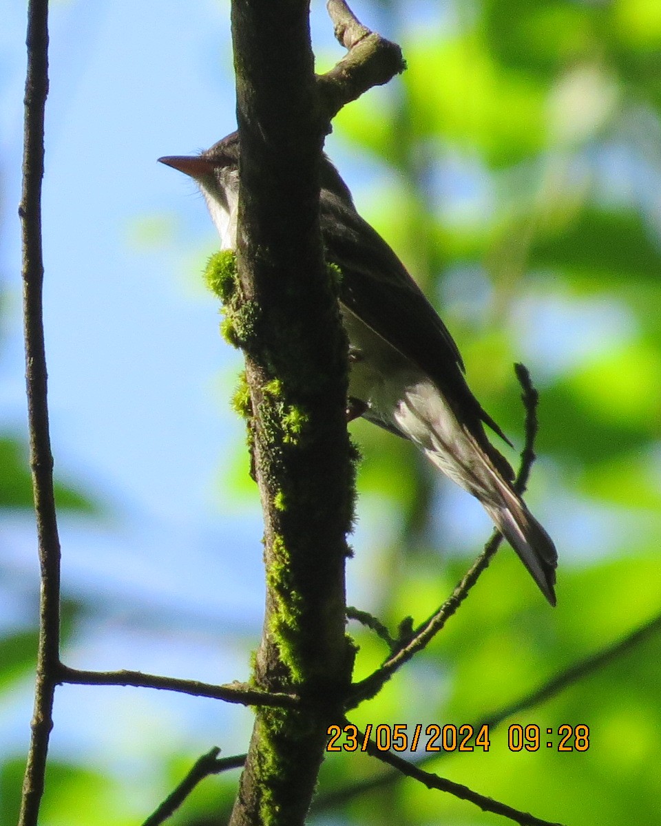 Eastern Wood-Pewee - Gary Bletsch