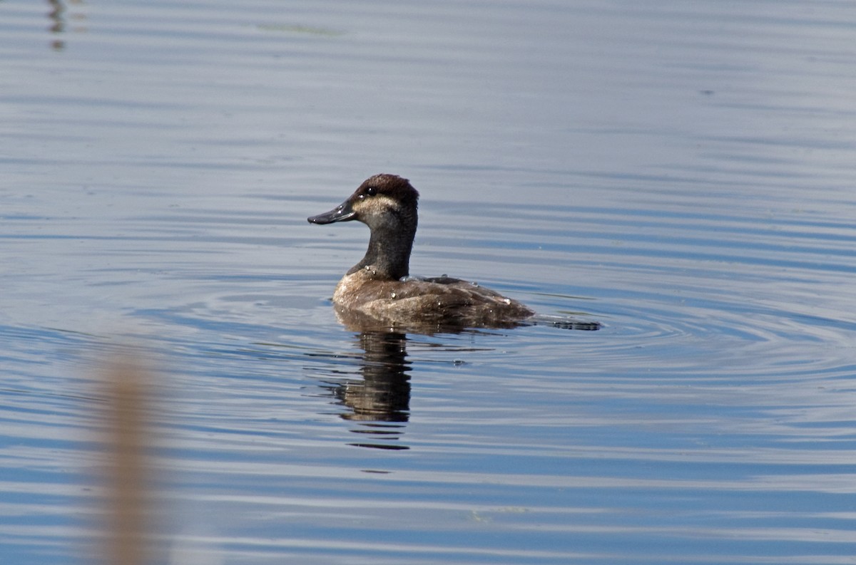 Ruddy Duck - Bobbie Palanuik