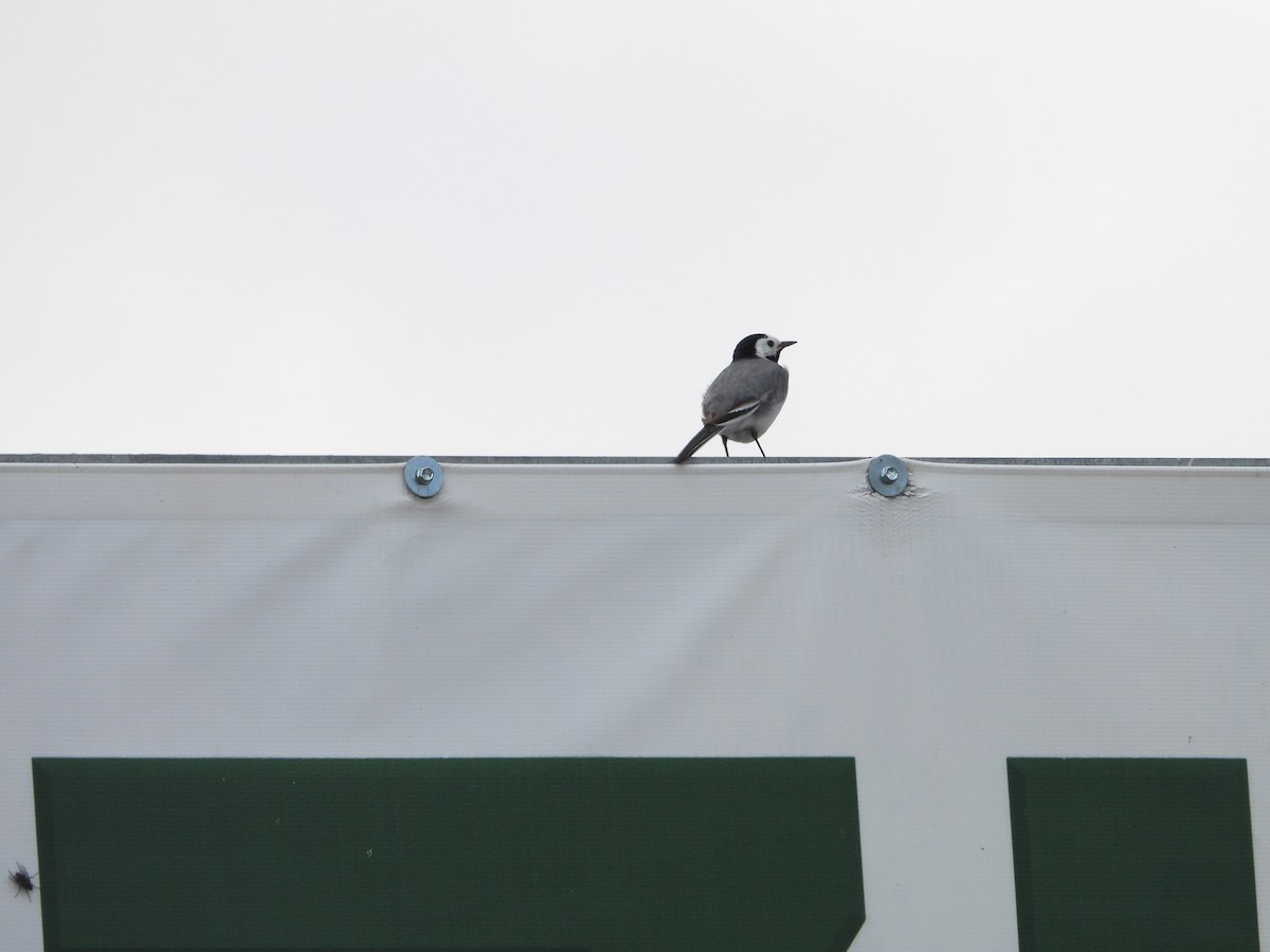 White Wagtail - ML619531429