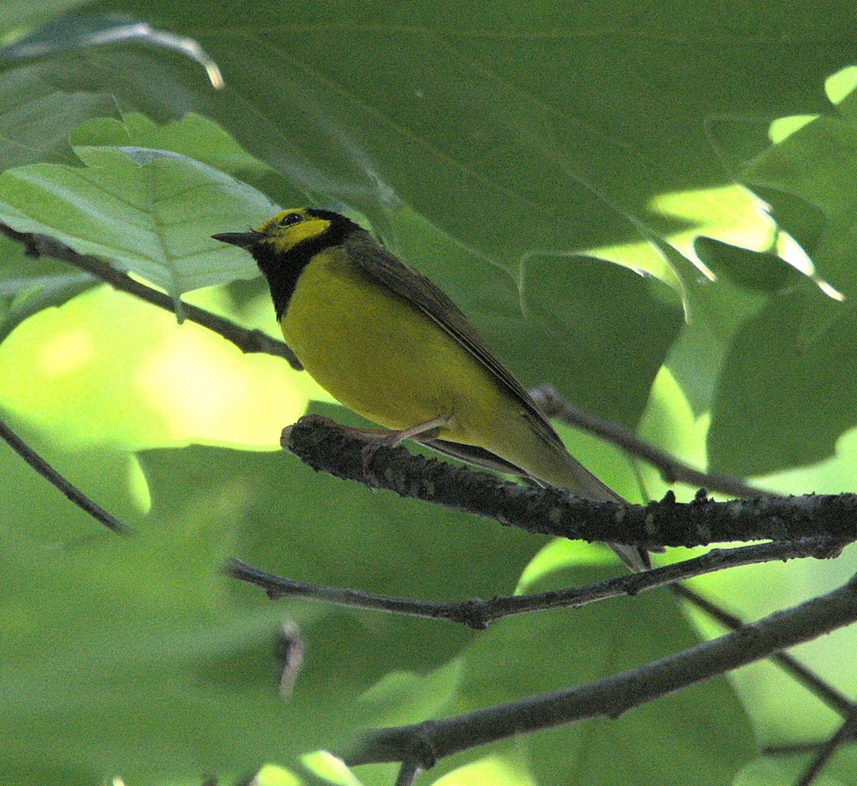 Hooded Warbler - Kerry Loux
