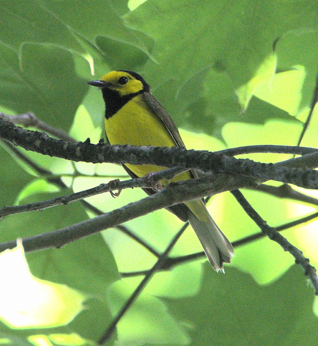 Hooded Warbler - Kerry Loux