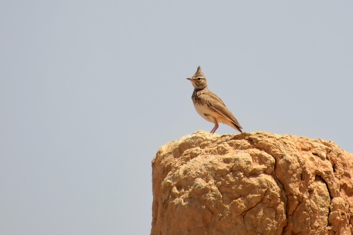 Crested Lark - Eileen Gibney