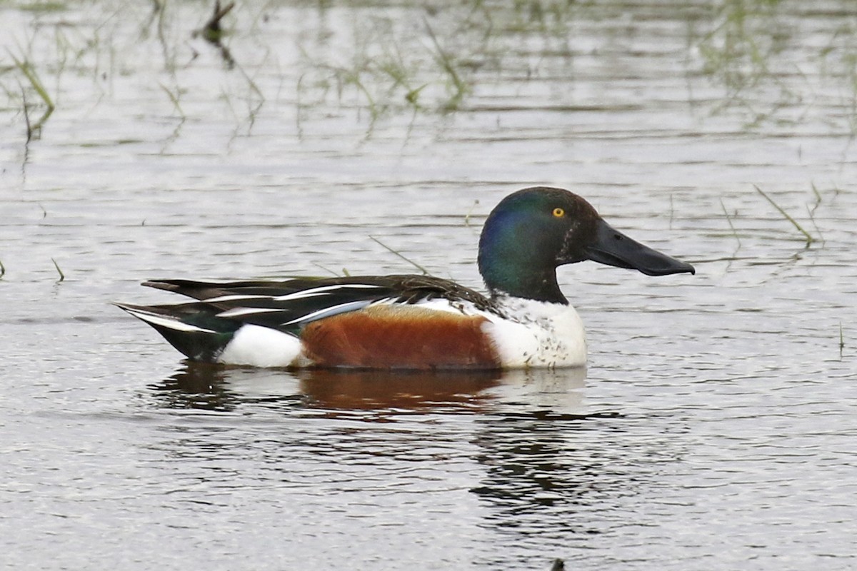 Northern Shoveler - Steven Whitebread