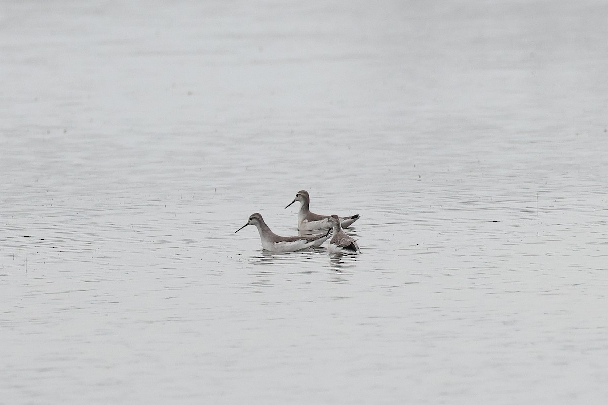 Wilson's Phalarope - Hubert Stelmach