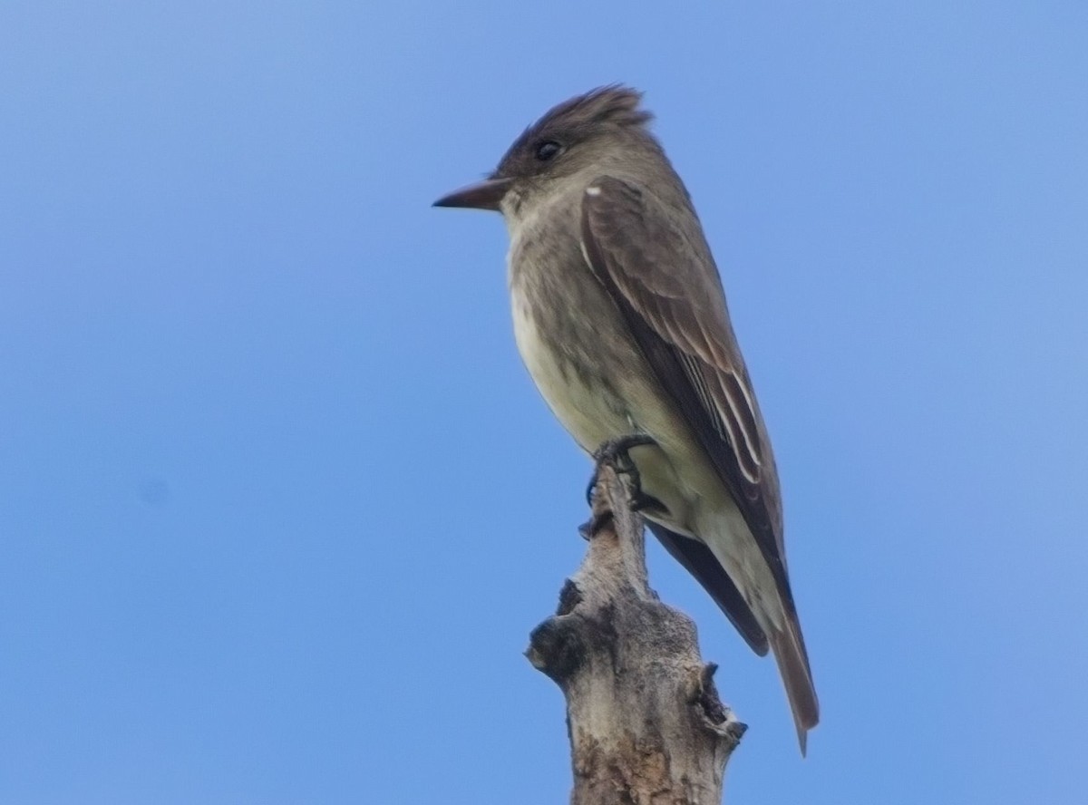 Olive-sided Flycatcher - Blair Bernson