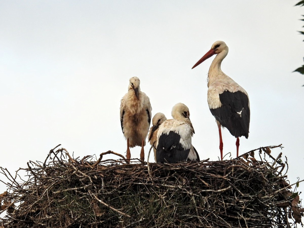 White Stork - Manuel Hermosilla