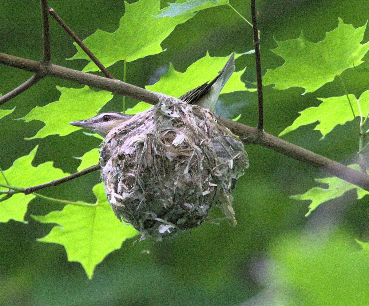 Red-eyed Vireo - ML619531449