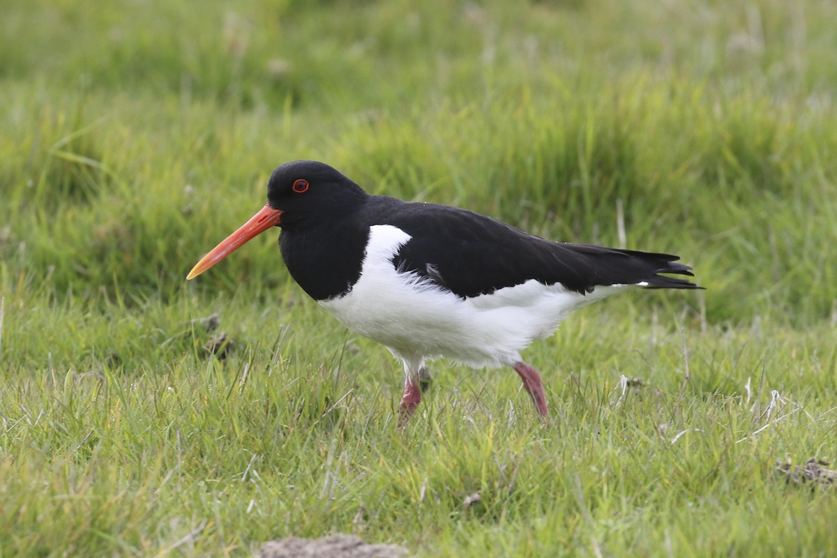 Eurasian Oystercatcher - Steven Whitebread