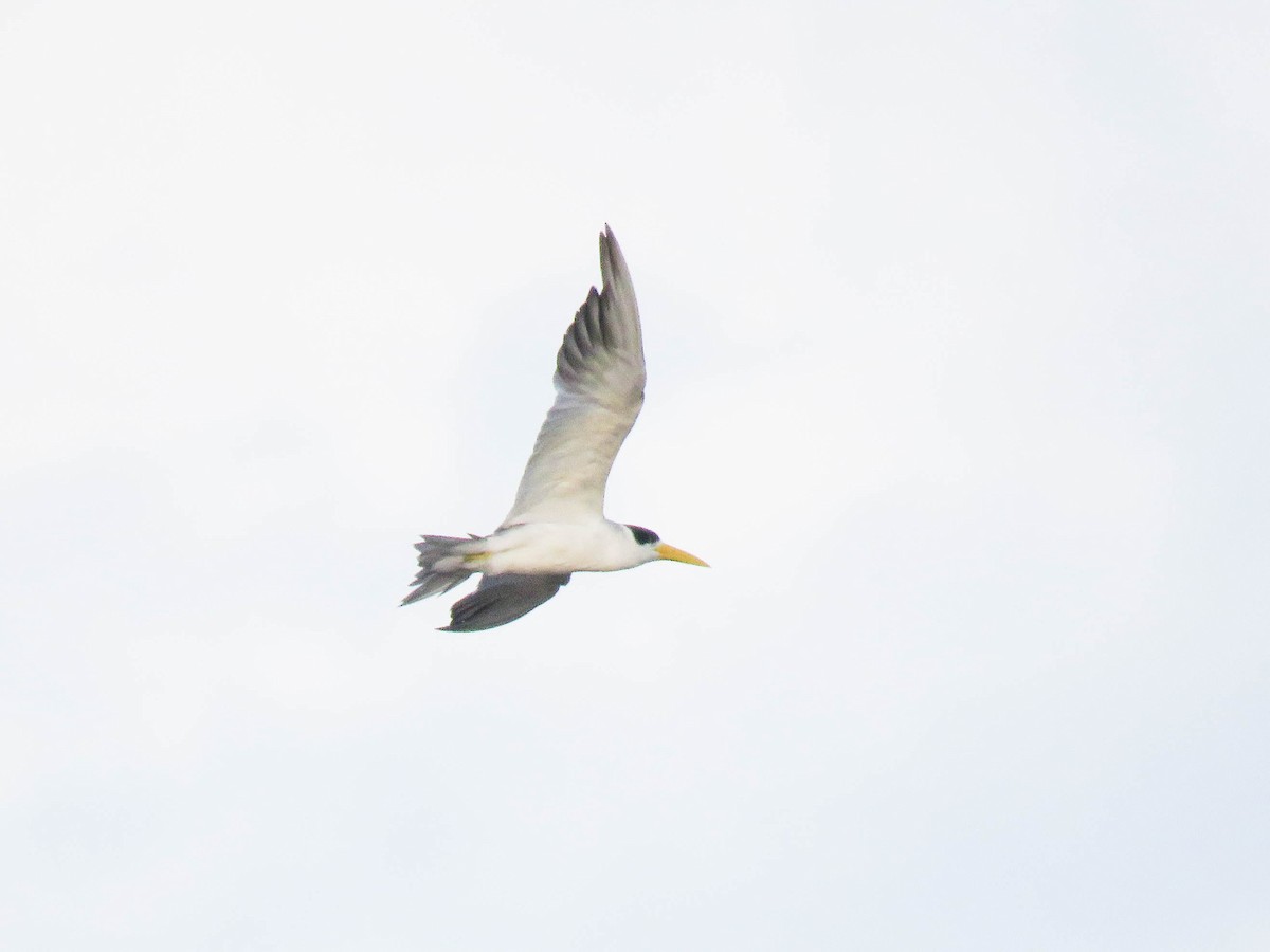 Large-billed Tern - Ed Vigezzi