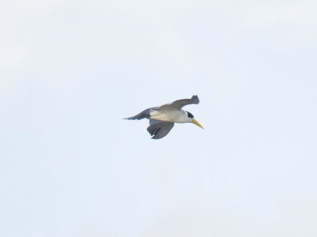 Large-billed Tern - Ed Vigezzi