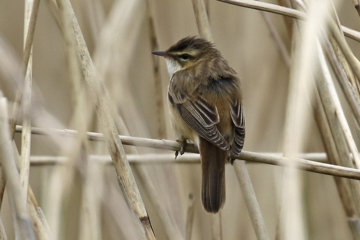 Sedge Warbler - Steven Whitebread