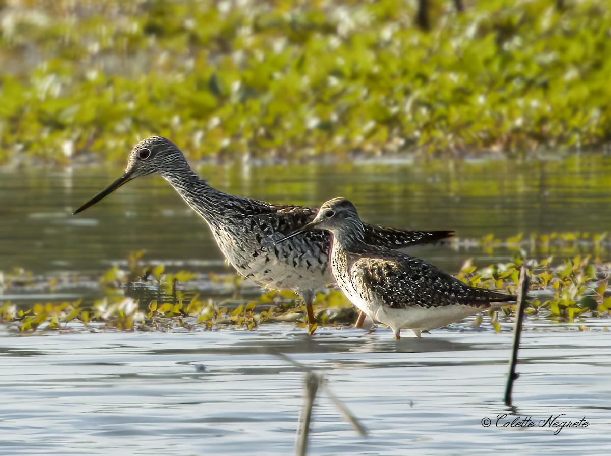 Lesser Yellowlegs - ML619531471