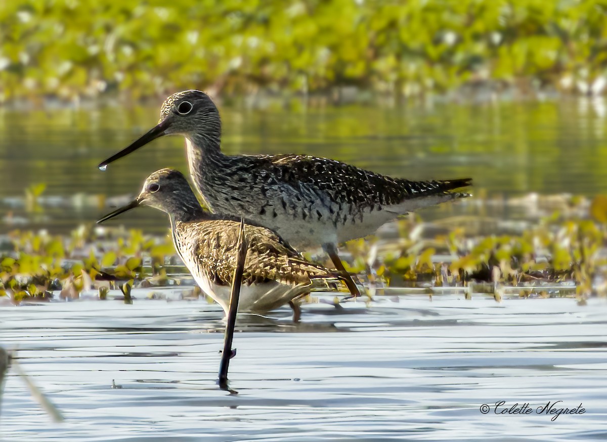 Lesser Yellowlegs - ML619531472