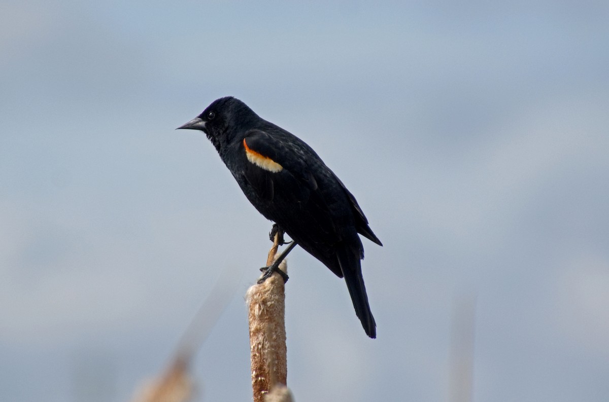 Red-winged Blackbird - Bobbie Palanuik