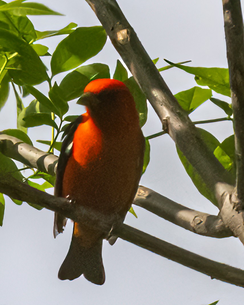 Scarlet Tanager - Mark Singer