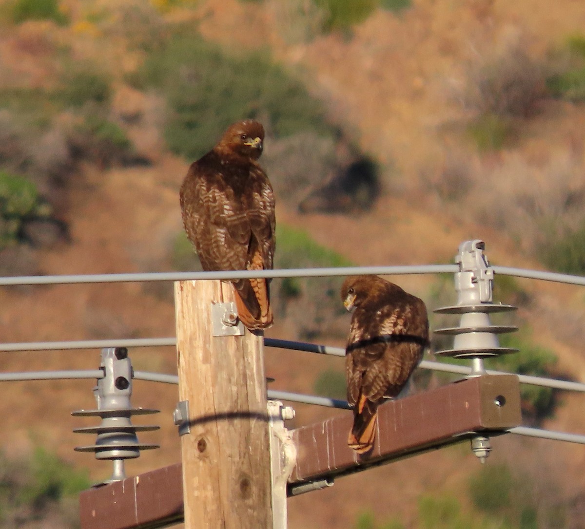 Red-tailed Hawk - Ruth Gravance