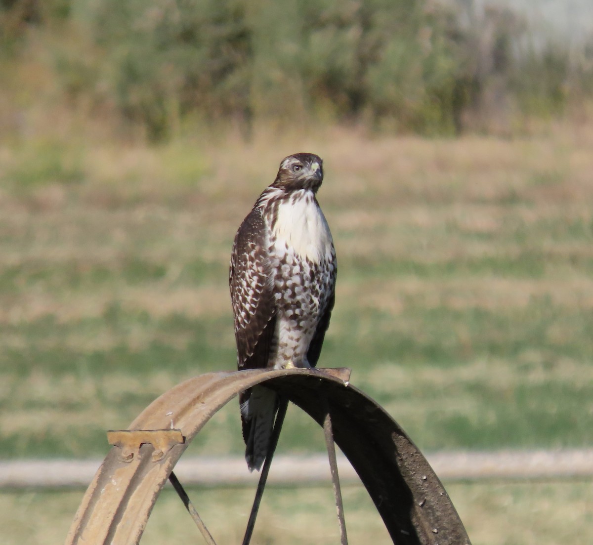 Red-tailed Hawk - Ruth Gravance